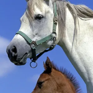 Arab Horses Arab Horses