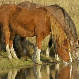 Arab Horses - drinking - UK Arab Horses - drinking - UK
