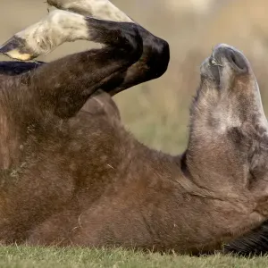 Arab Horses - rolling on its back - UK Arab Horses - rolling on its back - UK