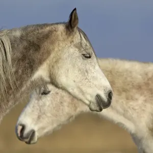 Arab Horses - UK Arab Horses - UK