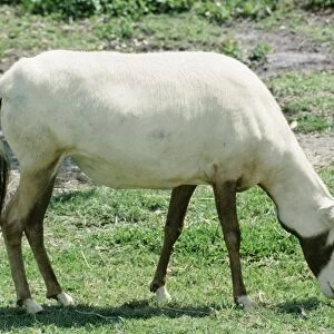 Arabian Oryx KEL 1184 Endangered. Desert Scrublands; Oman, Arabian Peninsula. Oryx leucoryx © KenLucas / ARDEA LONDON