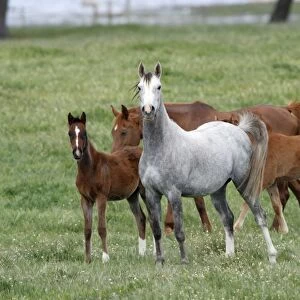Arabic Horse - 2 mares with foals on paddock, Alentejo region, Portugal