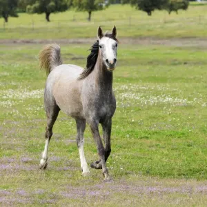 Arabic Horse - trotting on meadow, Alentejo, Portugal Arabic Horse - trotting on meadow, Alentejo, Portugal