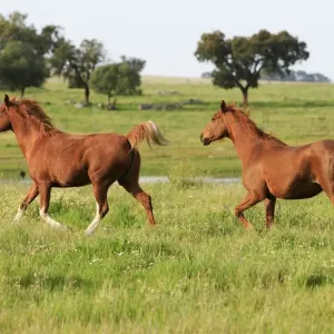 Arabic Horses - 2 trotting on meadow, Alentejo, Portugal Arabic Horses - 2 trotting on meadow, Alentejo, Portugal