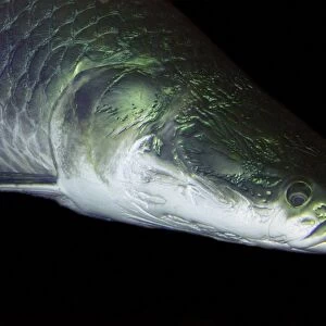 Arapaima - world's largest freshwater fish, Amazon