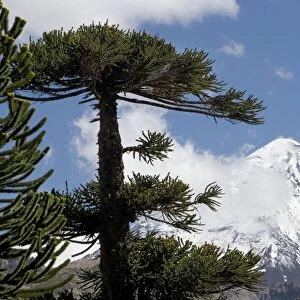 Araucaria / Monkey Puzzle / Chile Pine Tree & Lanin Volcano. Photographed in Neuquen Province. Lanin National Park. Argentina
