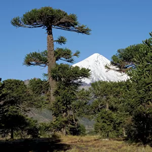 Araucaria / Monkey Puzzle / Chile Pine Tree & Lanin Volcano. Photographed in Neuquen Province. Lanin National Park. Argentina