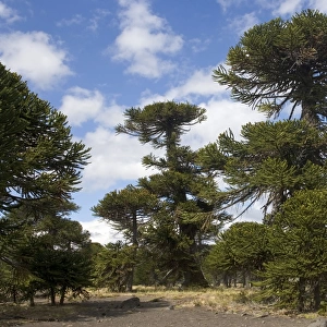 Araucaria / Monkey Puzzle / Chile Pine Tree. Photographed in Neuquen Province. Lanin National Park. Argentina