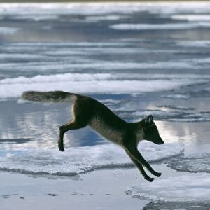 Arctic Fox Leaping