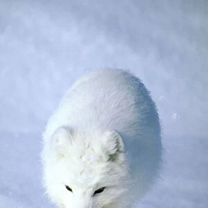 Arctic Fox searches for food, trotting along on Kara sea shore and sniffing lemmings and other food under deep snow. Typical in tundra of Taimyr peninsula, North of Siberia, Russian Arctic, winter. Di33. 0826