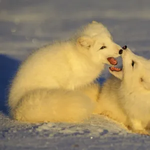 Arctic Fox TOM 599 Two being playful in winter - Canada Alopex lagopus © Tom & Pat Leeson / ardea. com