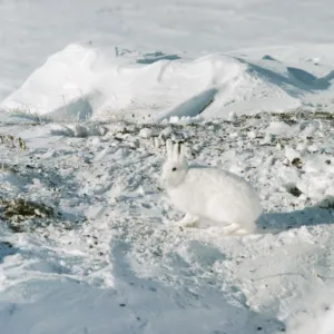 Arctic Hare North Canada