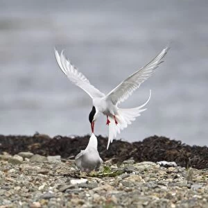 Arctic Tern - Fighting intruder from nest site Shetland Mainland, UK BI010201