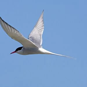 Arctic Tern - Single adult in flight, North Uist, Outer Hebrides, Scotland, UK