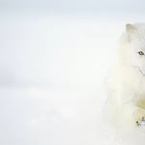 Arctic Wolf / Arctic Gray Wolf running in snow. MW2598