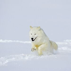 Arctic Wolf / Arctic Gray Wolf running in snow. MW2622