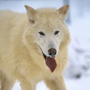 Arctic Wolf WAT 5332 Walking in snow Canis lupus © M. Watson / ARDEA LONDON