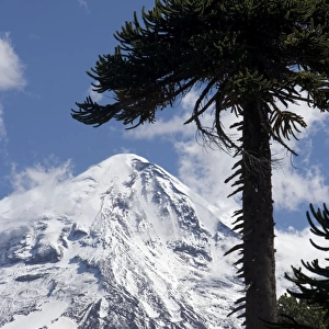 Argentina - Lanin Volcano (3, 776 m) and Araucaria / Monkey Puzzle / Chile Pine trees. Lanin National Park, Neuquen Province