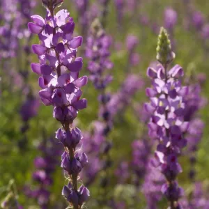 Arizona Lupine - spring - Anza Borrego Desert State Park - California - USA