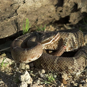Arizona Ridge-nosed Rattlesnake. Side view with rattle raised. Arizona, USA