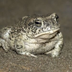 Arizona Toad [subspecies of Southwestern Toad] Arizona