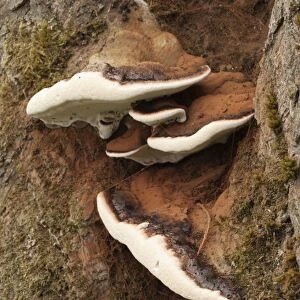 Artist's Fungus - Autumn - Cornwall - UK