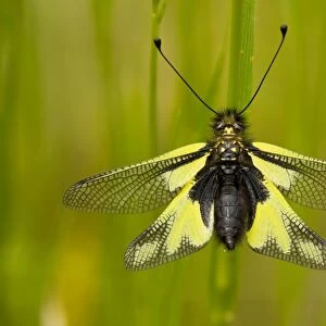 An Ascalaphid (Libelloides coccajus) settled in grassland, Dordogne, France