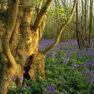 Ash Tree - ancient ash stool in bluebell wood North Downs, Kent, UK Ash Tree - ancient ash stool in bluebell wood North Downs, Kent, UK