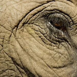 Asian Elephant - Close-up of eye