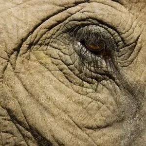 Asian Elephant - Close-up of eye Asian Elephant - Close-up of eye