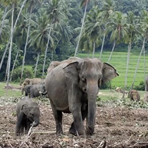 Asian Elephant: farm crops beyond, Sri Lanka