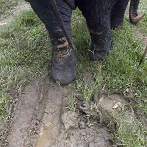 Asian Elephant: footprints in mud, Sri Lanka