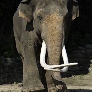 Asian Elephant - mature bull with extremely long tusks, Emmen, Holland