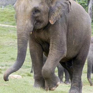 Asian Elephant - Orphanage - Sri Lanka