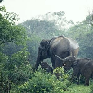 Asian Elephant Sri Lanka