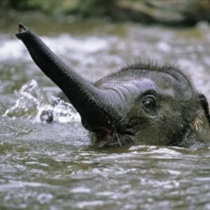 Asian Elephant - young animal playing in water, Emmen, Holland