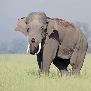 Asian / Indian Elephant - catching the scent. Corbett National Park India
