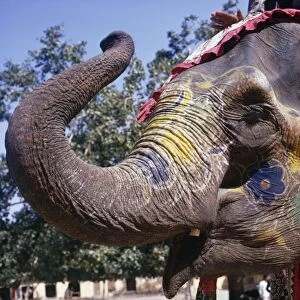 Asian / Indian Elephant - decorated for ceremony India
