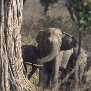 Asian / Indian Elephant striping the bark Corbett National Park, India