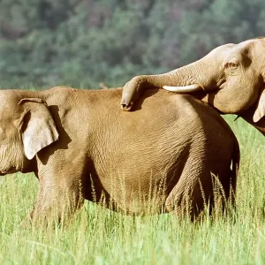 ASIAN / INDIAN ELEPHANT - Trunk on back ASIAN / INDIAN ELEPHANT - Trunk on back