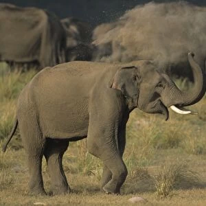 Asian / Indian Elephant (tusker) dust-bathing Corbett National Park, India