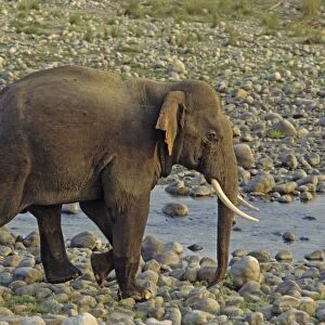 Asian / Indian Elephant (Tusker) on the riverbed of river Ramganga, Keoladeo National Park, India