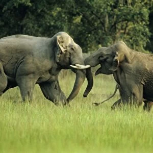 Asian / Indian Elephants - Big bulls fighting, Corbett National Park, India