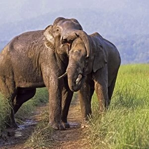 Asian / Indian Elephants (Tuskers) playing, Keoladeo National Park, India