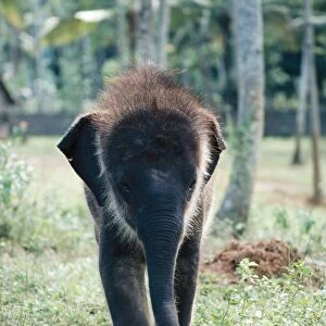 Asian / Indian Elphant