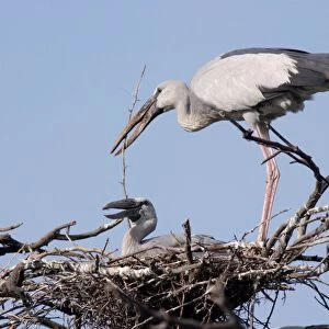 Asian Openbills on nest and bringing nesting material. Keoladeo Ghana N. P. Rajasthan India