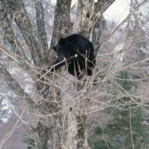 Asiatic Black Bear