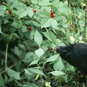 Asiatic Black Bear / Japanese Black Bear Japanese sub species, eating