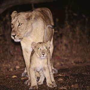 Asiatic Lion Gir National Park, Guiarat, India