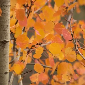 Aspen, with stunning red autumn foliage Aspen, with stunning red autumn foliage